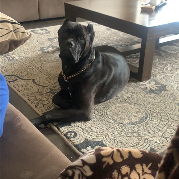 Meet your Posher, Manjot - Picture 1 of 1